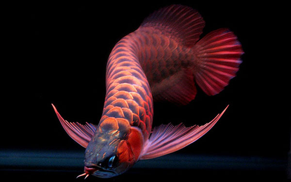 Cá rồng Huyết Long (Super Red)